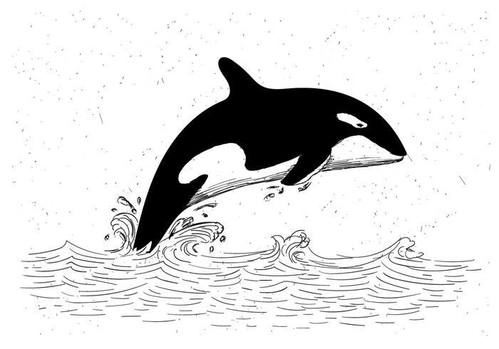 Livre Drawn Vector ilustração mão Orca