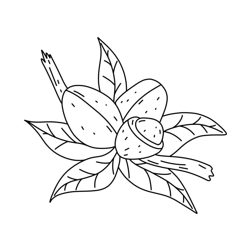 ícone de fruta argan desenhado à mão no estilo doodle. ícone de vetor de fruta argan dos desenhos animados para web design isolado no fundo branco.