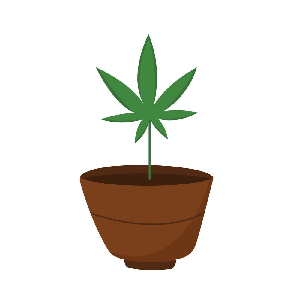 ilustração plana em vetor de cultivo de maconha ou cannabis em vaso.