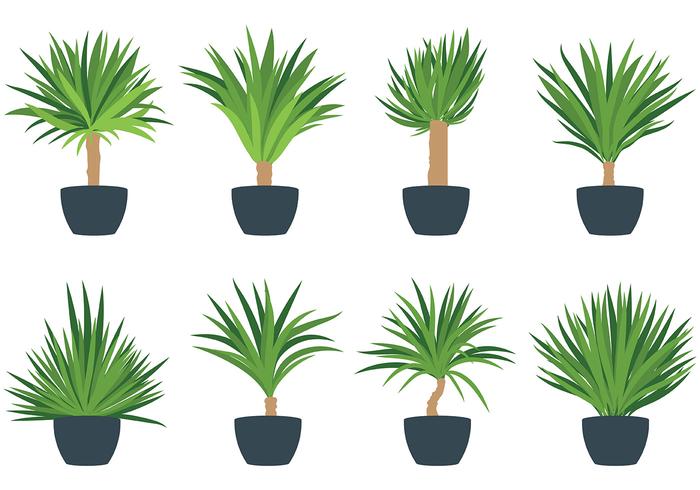 Free Vector Yucca Icons