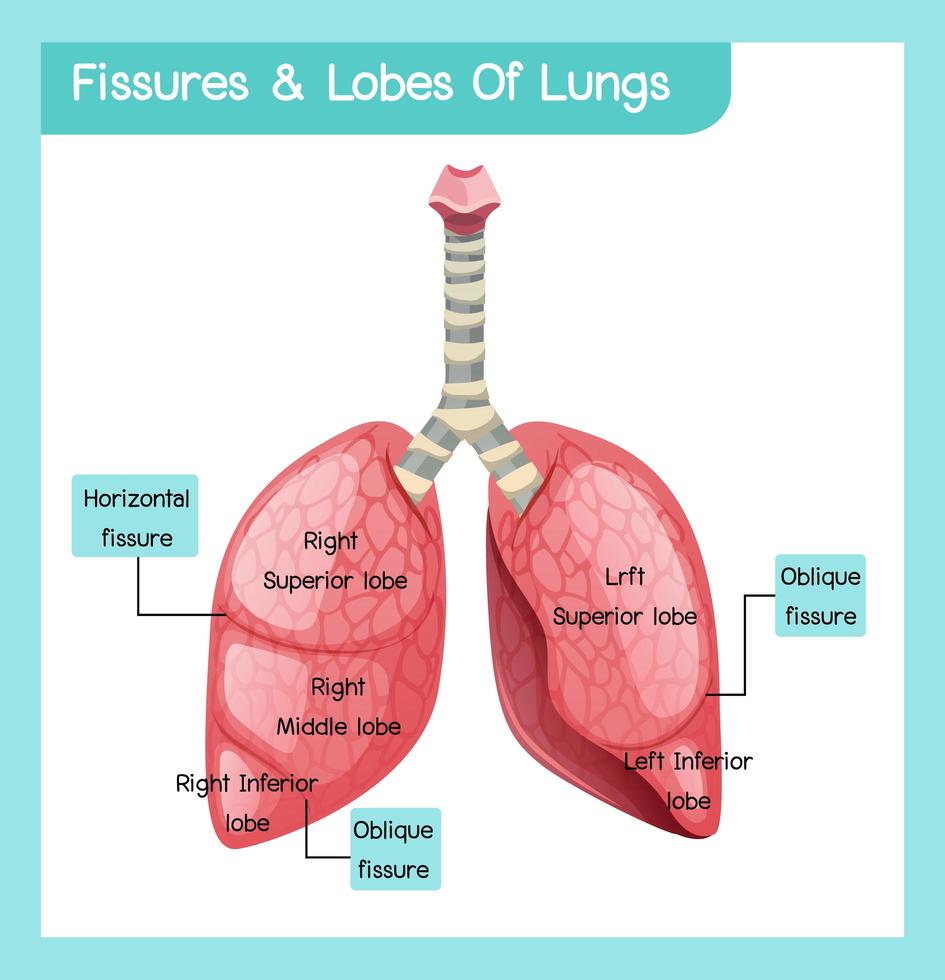 infográfico de fissuras e lóbulos de pulmões vetor