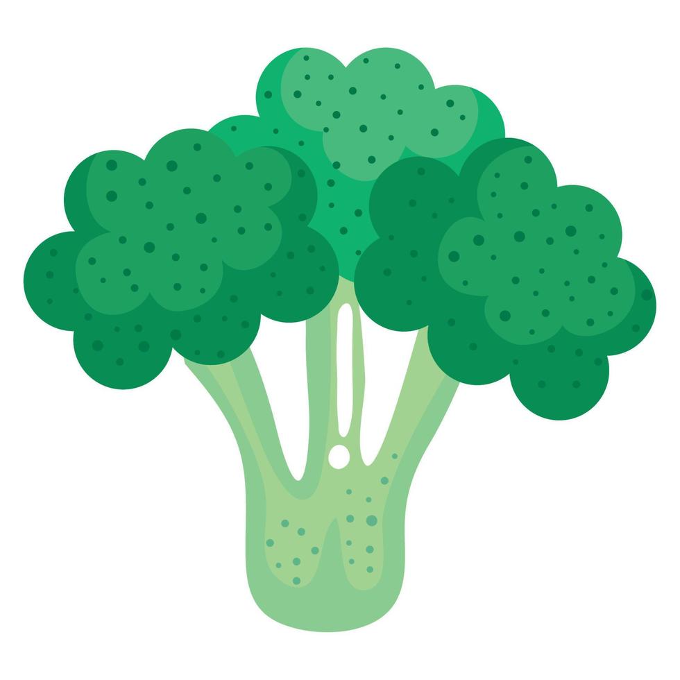 brócolis vegetal fresco vetor