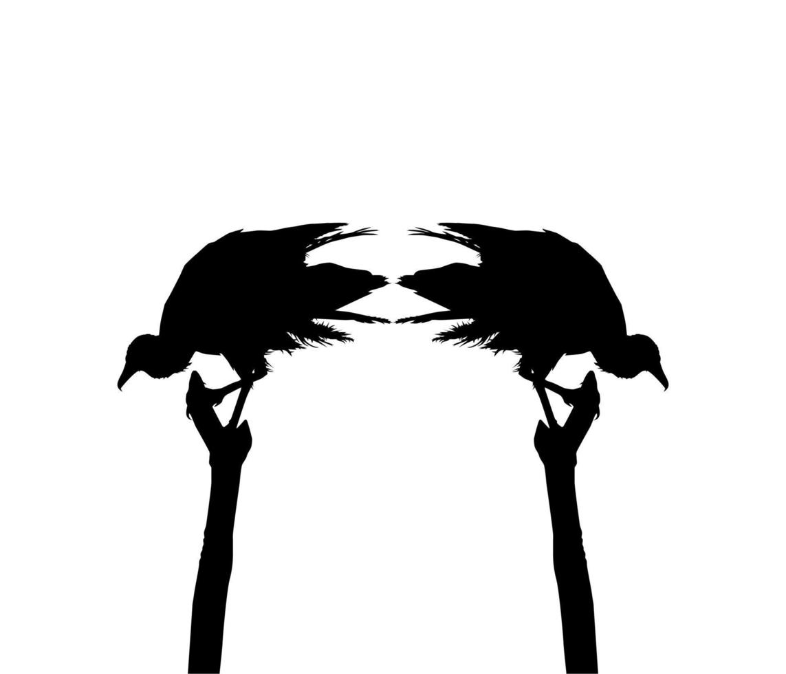 silhueta do pássaro abutre-preto, baseado em minha fotografia como referência de imagem, localização em nickerie, suriname, américa do sul. ilustração vetorial vetor