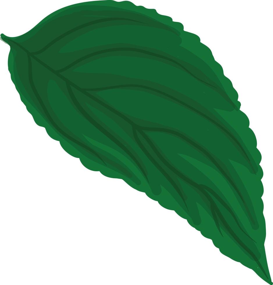 ilustração de uma folha de planta verde detalhada vetor