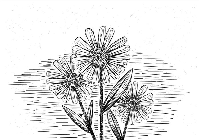 Mão livre desenhado ilustração da flor do vetor