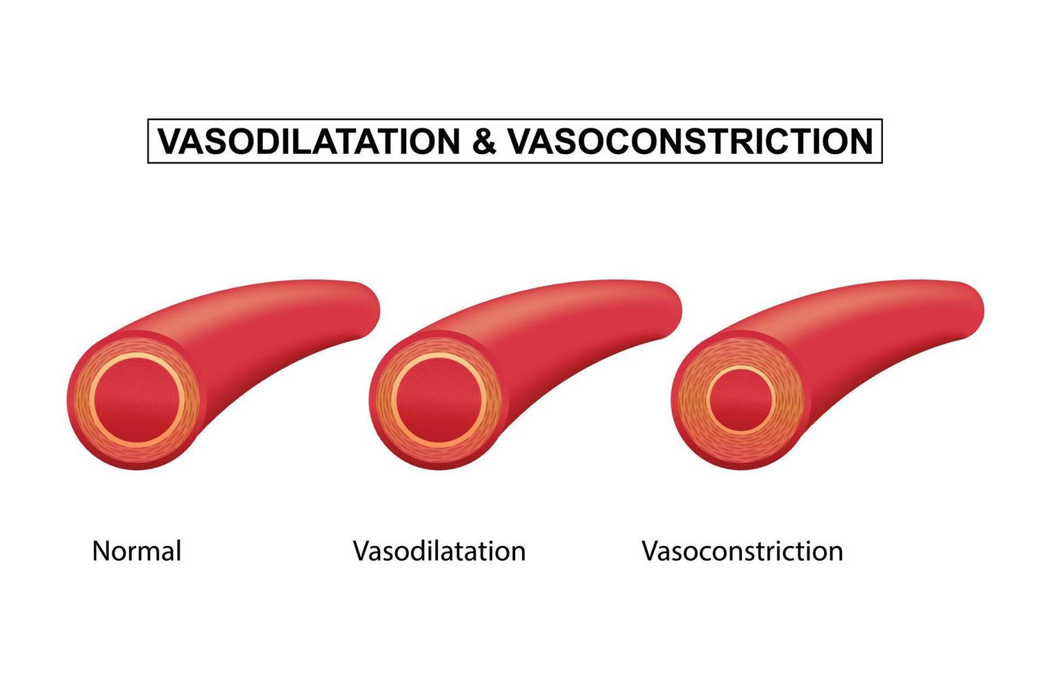 vaso sanguíneo normal, vasodilatação e vasoconstrição, ilustração vetorial vetor
