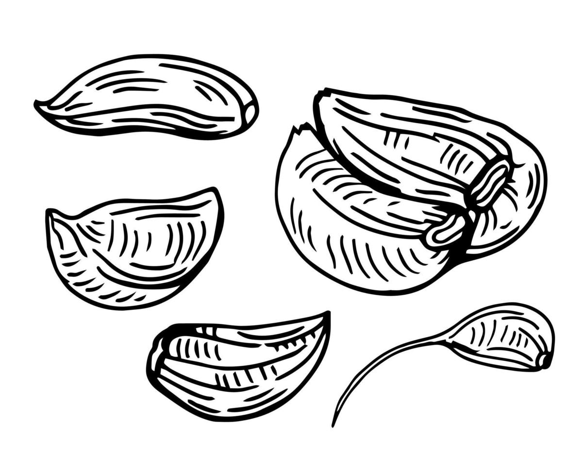 dentes de alho processados de diferentes maneiras e isolados no fundo branco. cortado em dois, cortado ao meio, fatiado e picado. vetor