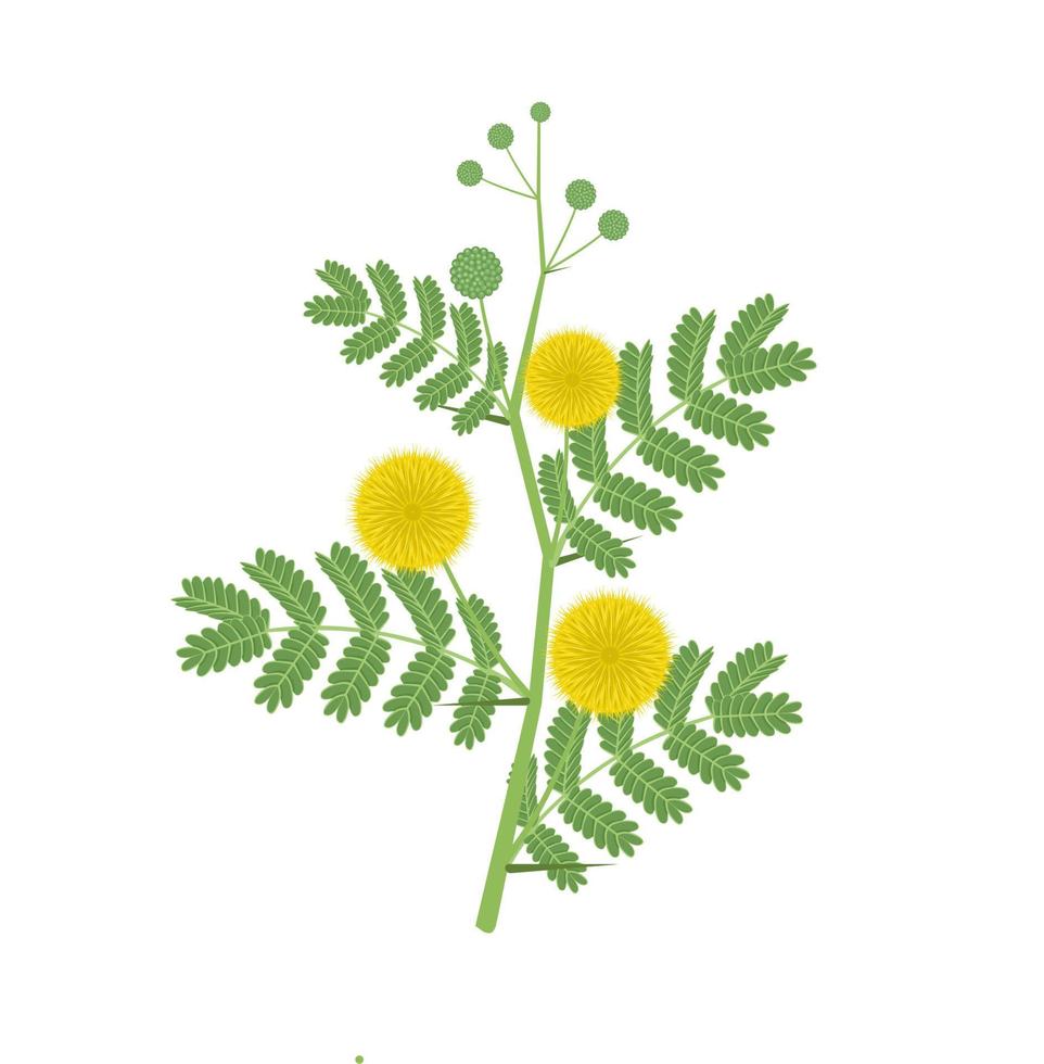 ilustração vetorial, vachellia nilotica, conhecida como acácia nilotica, com os nomes vernaculares goma arábica, babul, mimosa espinhosa, acácia egípcia ou acácia espinhosa. vetor