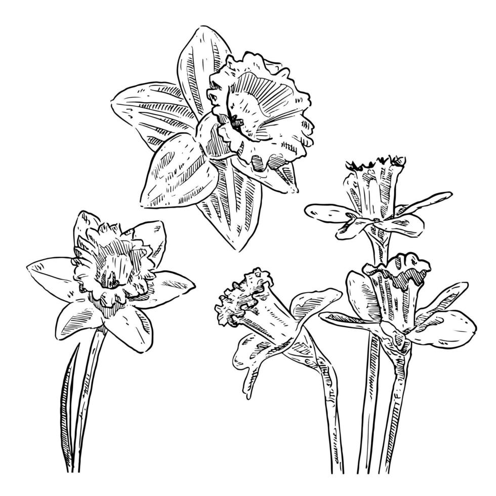 conjunto de esboço e conjunto de coleta de narciso de flor de elemento desenhado à mão vetor