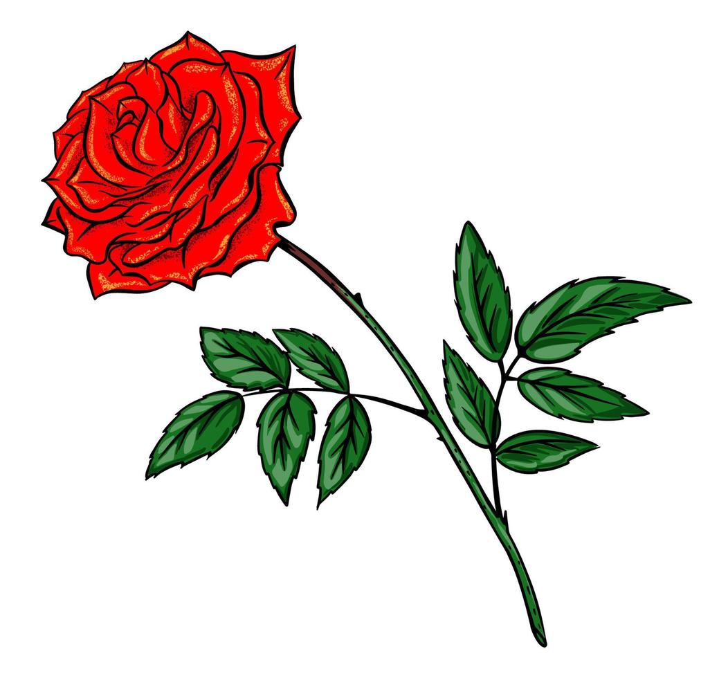 esboço de rosa vermelha desenhado à mão isolado no vetor de fundo branco