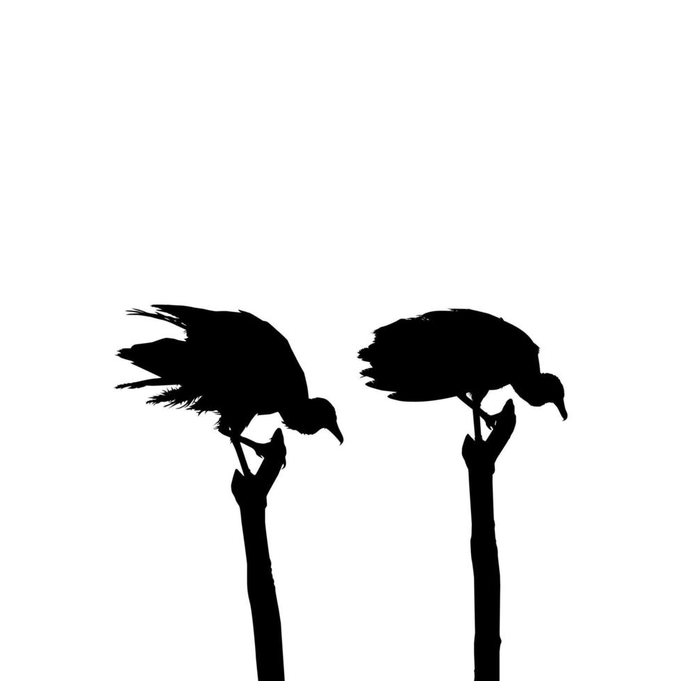 silhueta do pássaro abutre-preto, baseado em minha fotografia como referência de imagem, localização em nickerie, suriname, américa do sul. ilustração vetorial vetor