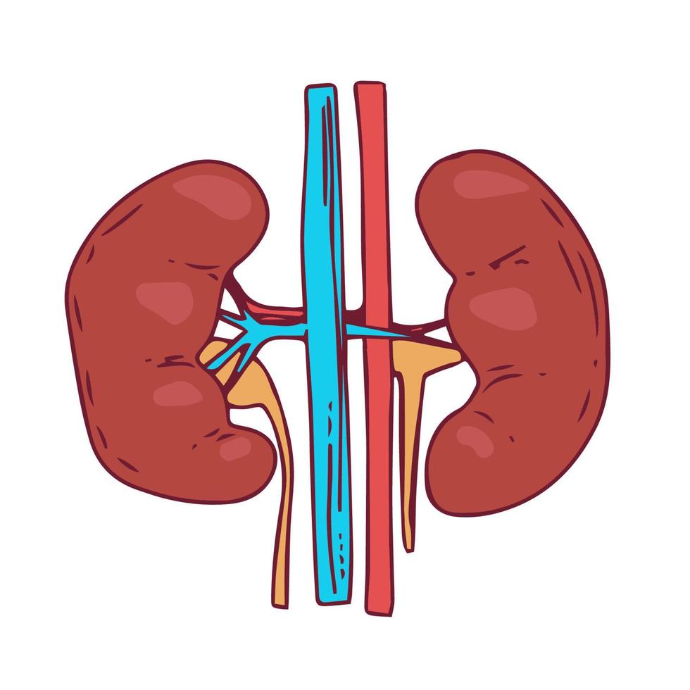 rim ilustração vetorial homem corpo órgãos internos vetor