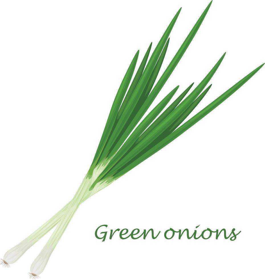 cebolas verdes. cebolas verdes frescas. o conceito de vegetal eating.vitamin saudável. ilustração vetorial de um arco vetor