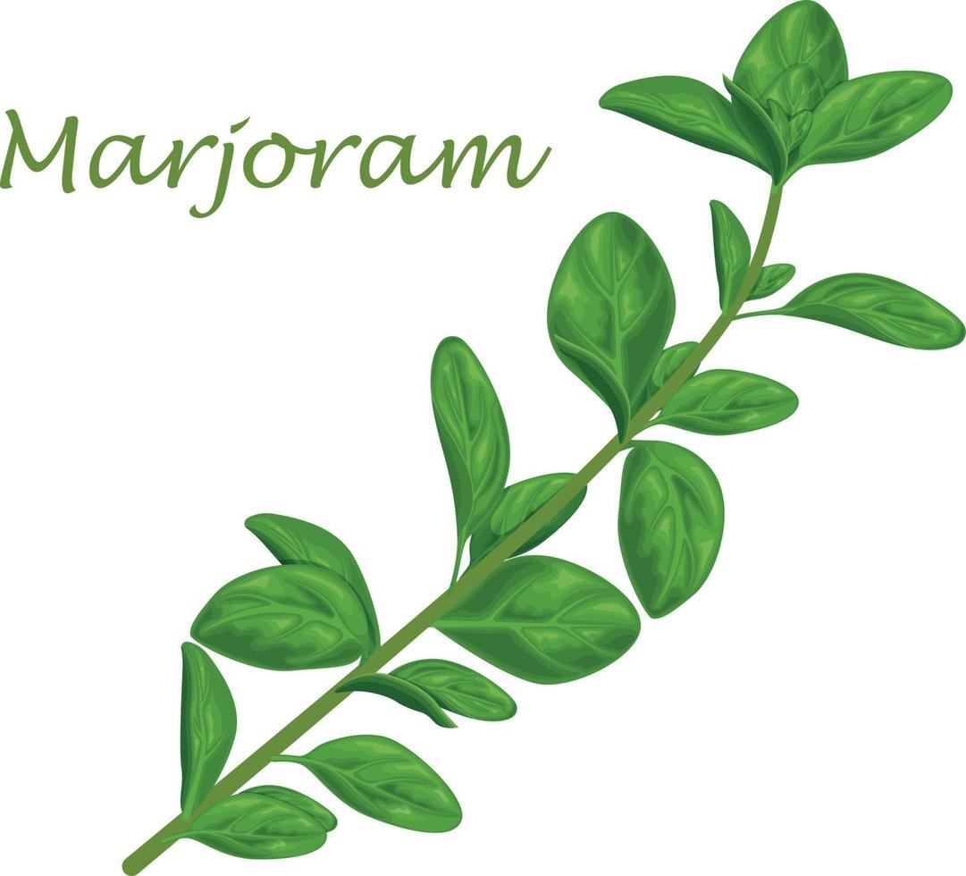 Manjerona. folhas verdes de manjerona e um raminho de manjerona. uma erva medicinal picante para temperar. ilustração vetorial isolada em um fundo branco vetor