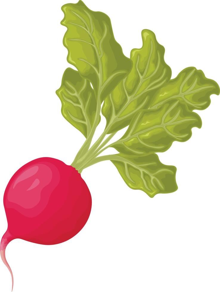 rabanete. imagem de um rabanete maduro com folhas. rabanete fresco. produto vitamínico da horta. produto vegetariano orgânico. ilustração vetorial isolada em um fundo branco vetor