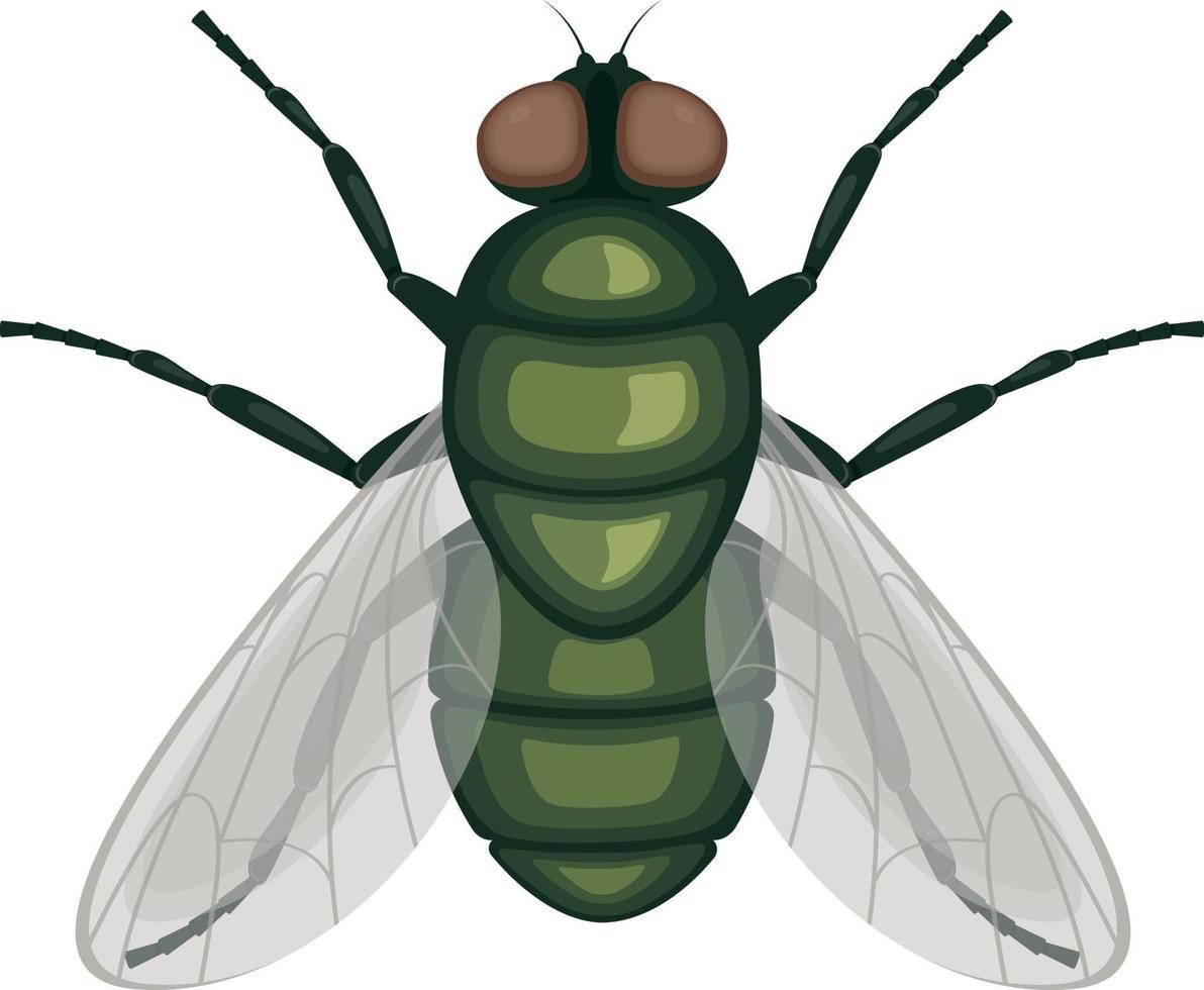 a mosca verde .fly inseto. imagem de uma vista superior da mosca. um inseto voador. ilustração vetorial isolada em um fundo branco vetor