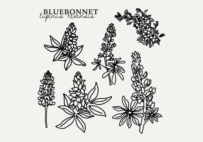 Bluebonnet Botânico vetor