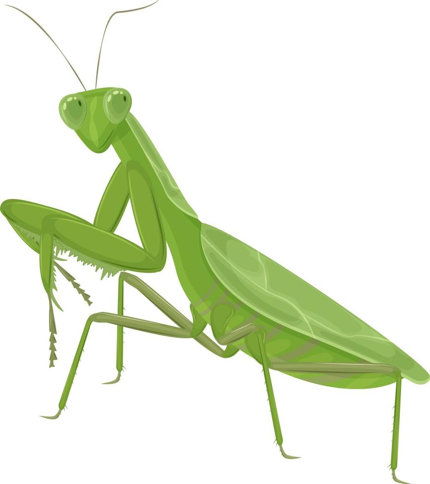 um grande louva-a-deus verde. um inseto verde. ilustração vetorial isolada em um fundo branco. vetor