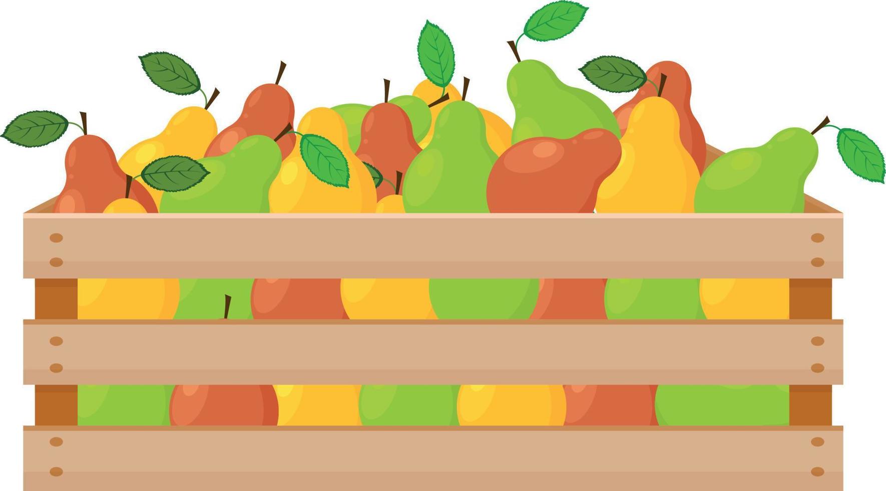 uma ilustração de verão brilhante representando uma caixa de madeira com peras maduras de cores verdes, vermelhas e amarelas. a colheita colhida de peras suculentas em uma caixa de madeira. ilustração vetorial vetor