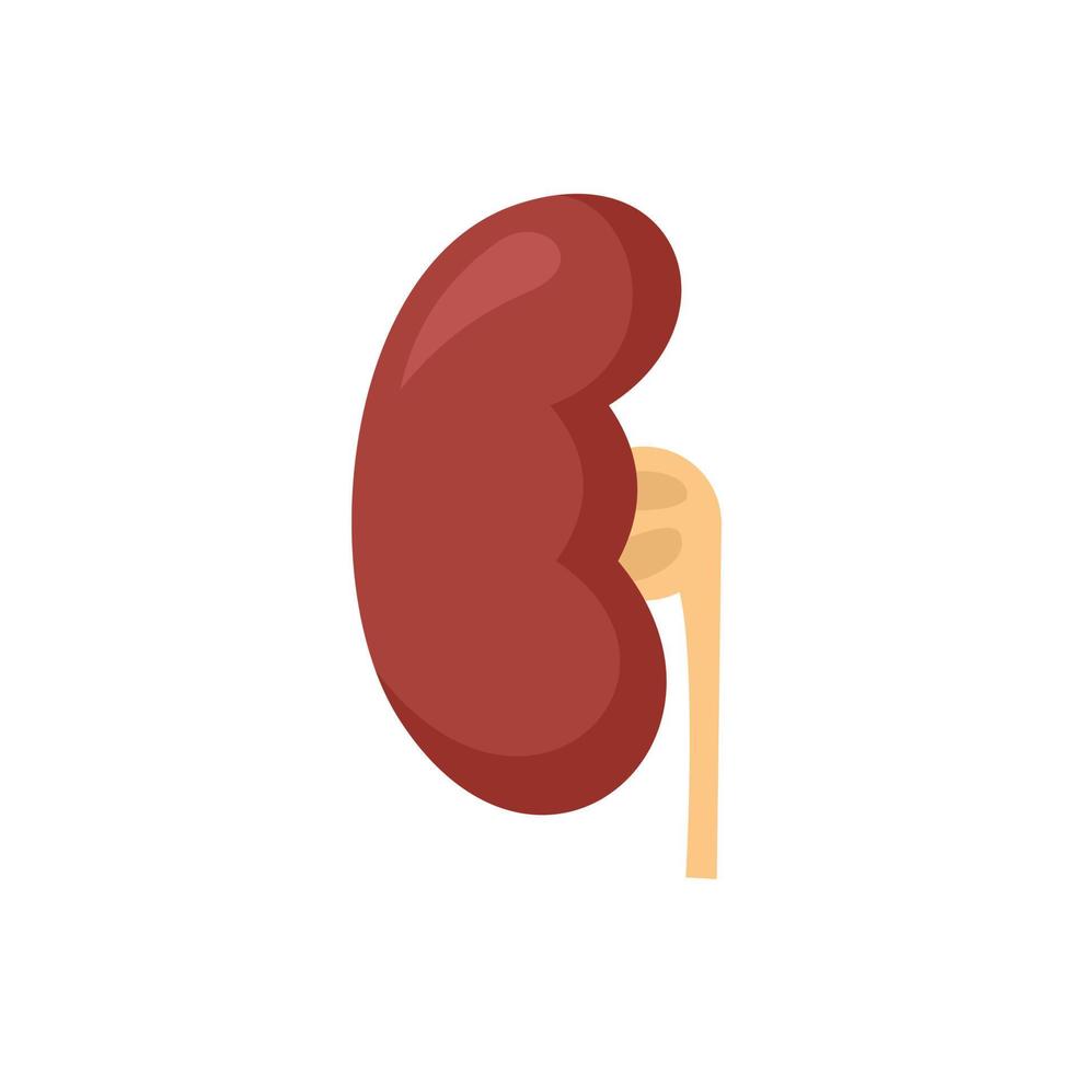 ícone de rim de anatomia vetor plano isolado