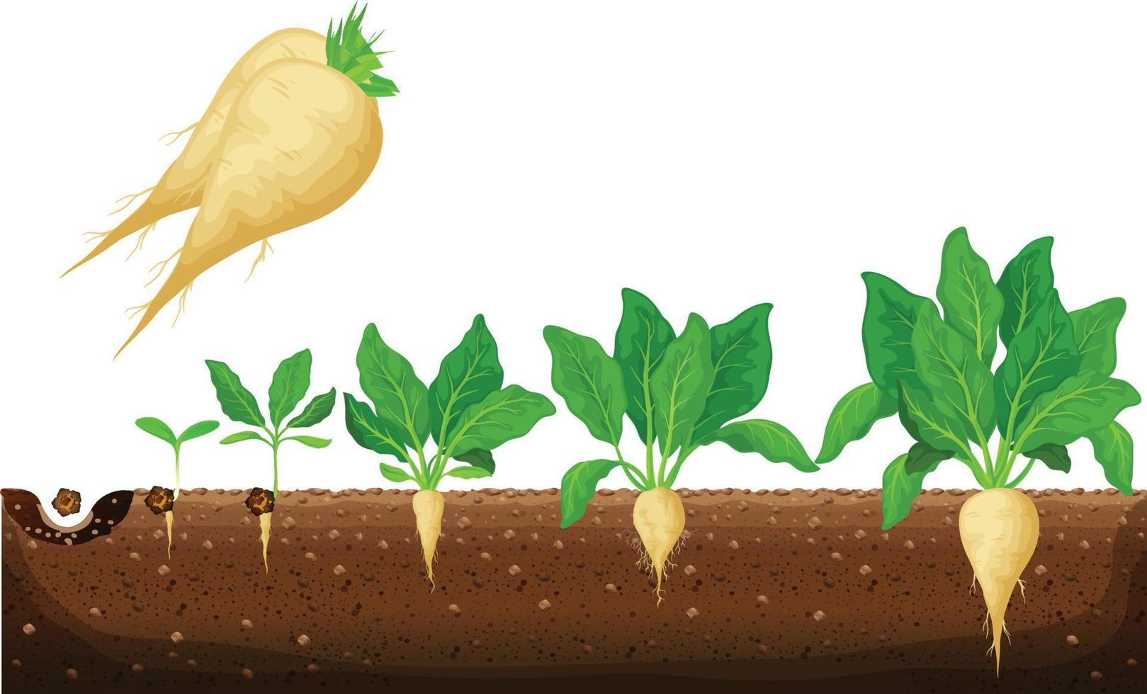 infográfico de estágios de crescimento de beterraba sacarina. desenvolvimento e produtividade da beterraba sacarina. o processo de crescimento de beterraba a partir de sementes e brotos para planta madura com ilustração vetorial de frutas maduras vetor