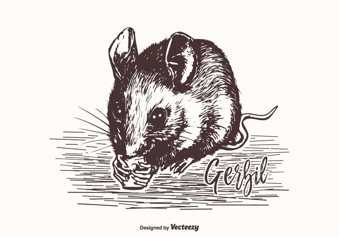 Ilustração desenhada a mão do gerbil desenhada vetor