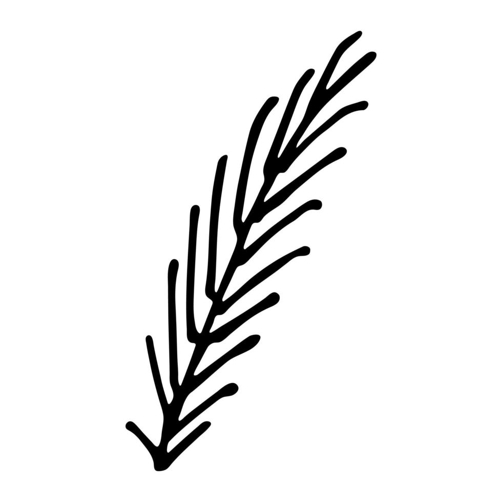 clipart de ramo de abeto desenhado à mão. galho de árvore conífera doodle. elemento de design de natal e inverno vetor