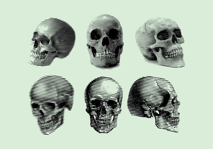 Vector Skull Skull