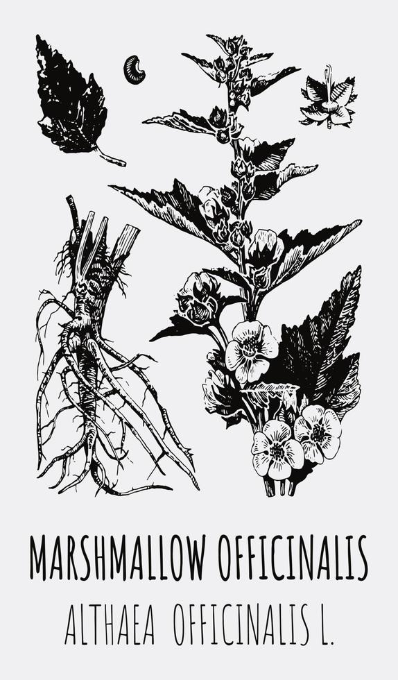 desenhos vetoriais de althea. mão desenhada ilustração. nome latino althaea officinalis l. vetor