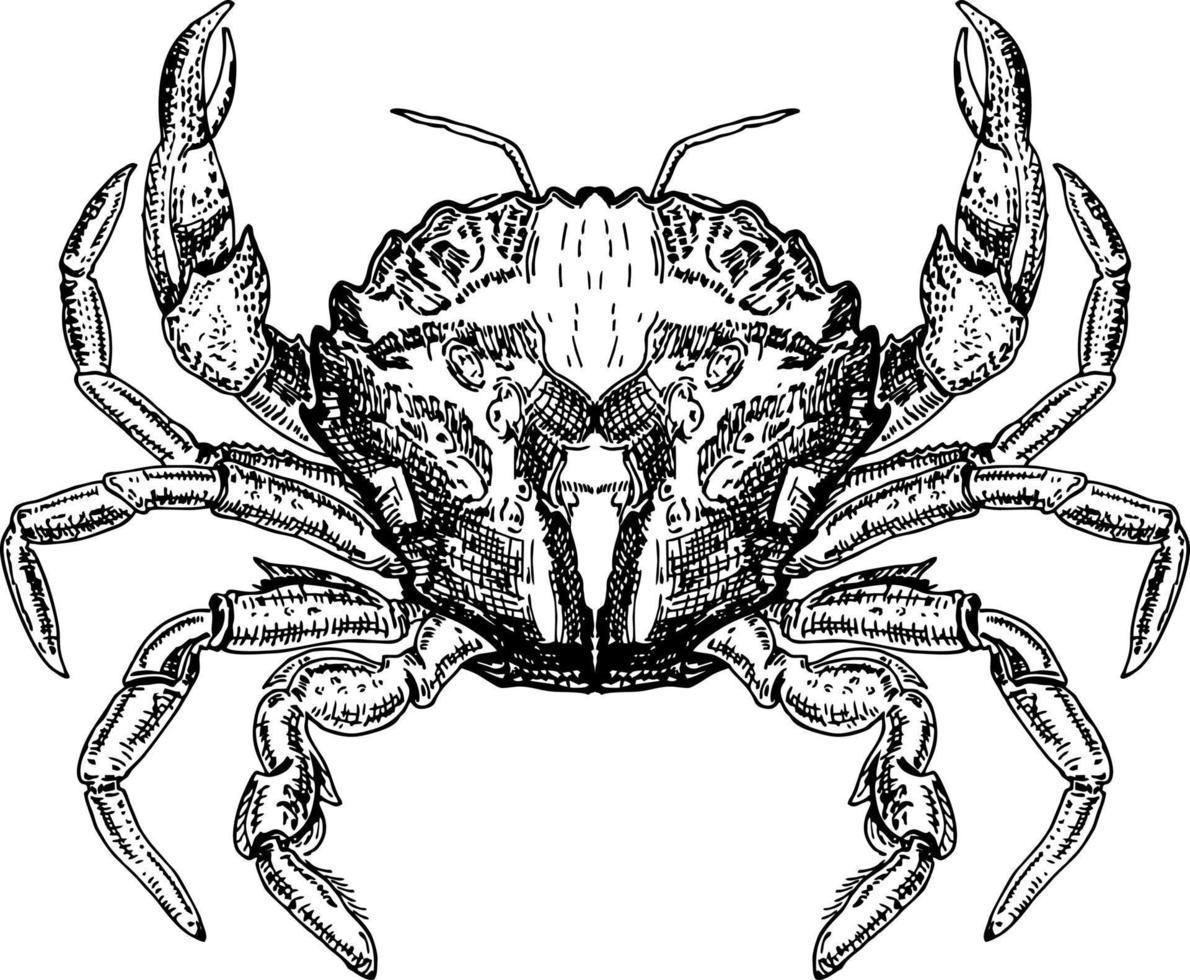 ícone de vetor de desenho de caranguejo. desenho de caranguejo oceânico. símbolo isolado para sinal ou emblema de restaurante de frutos do mar, clube de pesca ou mercado de pesca.