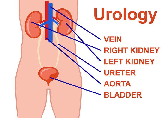 Vetor de cartaz de urologia