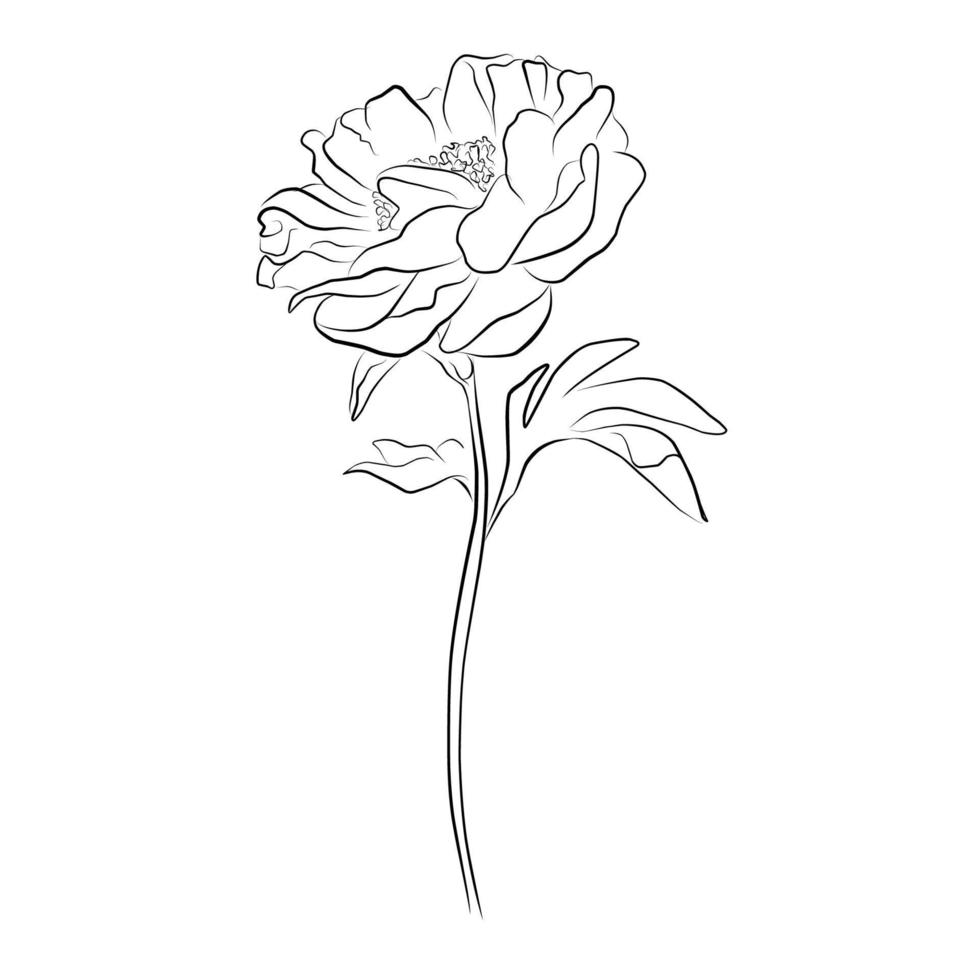 uma ilustração com uma flor de peônia isolada em um fundo branco. ilustração vetorial. silhueta negra. ilustração em vetor realista de uma peônia. ilustração vetorial desenhada à mão
