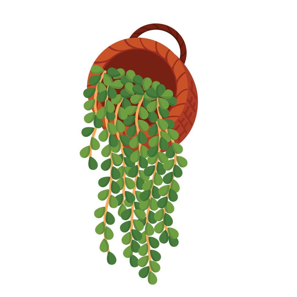 planta em casa pérola de ilustração de cordas vector clipart