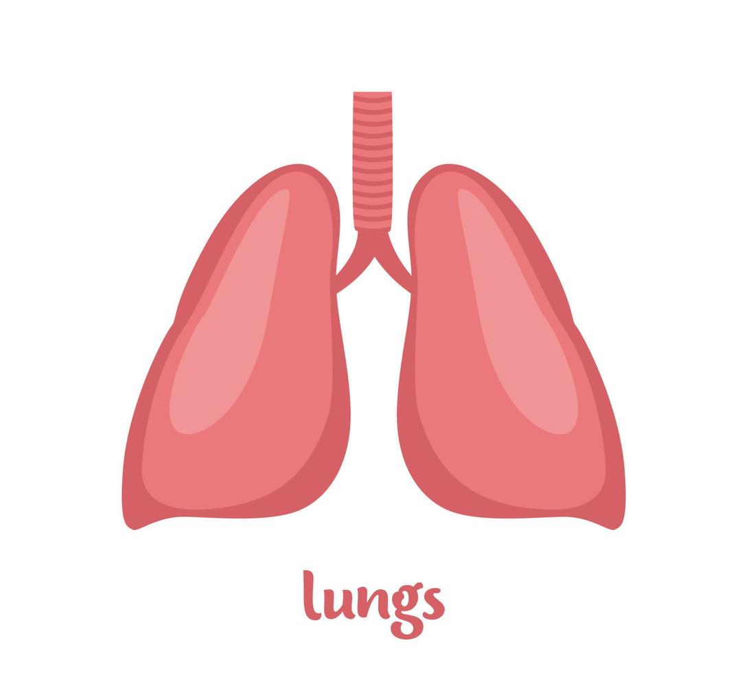 pulmões - órgão interno humano. órgão interno, anatomia. ilustração em vetor plana ícone isolada no fundo branco.