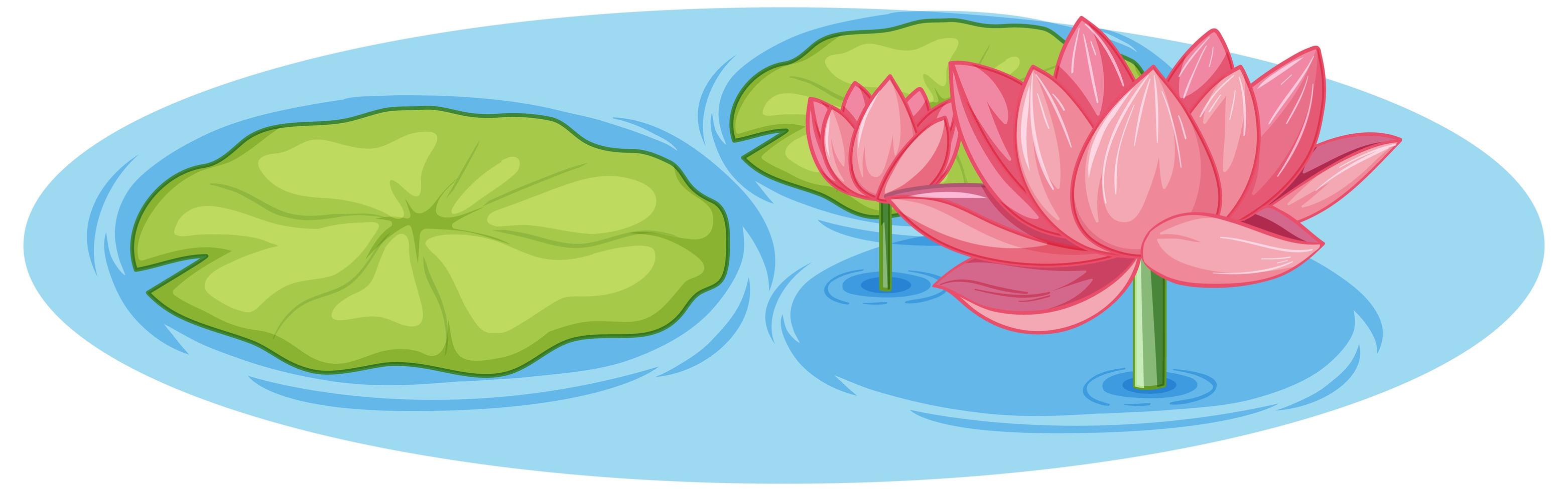 lótus rosa com folha verde na água vetor
