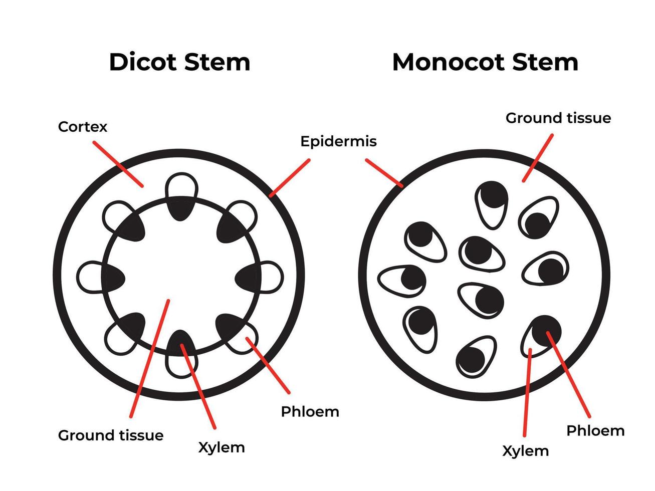 preto e branco dicotiledônea monocotiledônea hastes estrutura da planta isolada. pictogramas de biologia educacional desenhando com arte plana simples de desenho animado moderno com descrições detalhadas. coleção de conjunto de ilustração vetorial. vetor