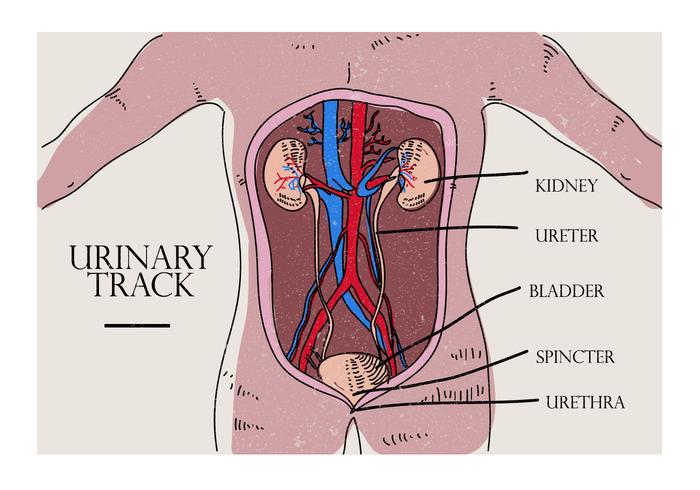 Urologia, órgão, parte, esboço, vetorial, Ilustração vetor