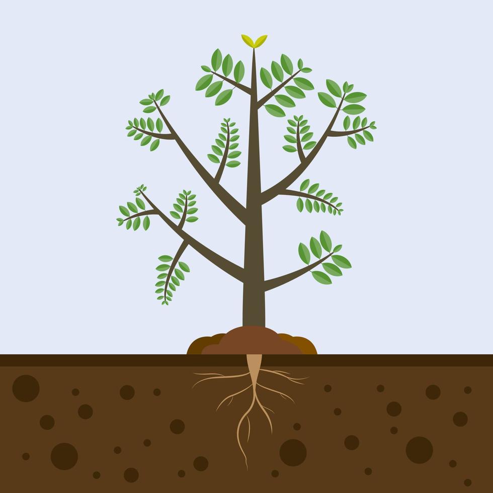 árvore com raízes no solo. planta na natureza do jardim. árvore que cresce no solo agrícola. vetor