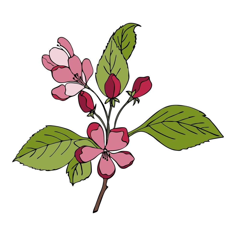 ramo de cerejeira sakura com doodle desenhado à mão de flores com cor viva magenta 2023. vetor