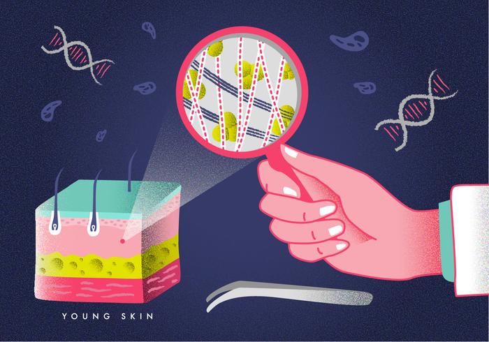Skin Layer Dermatology Education Ilustração vetorial vetor
