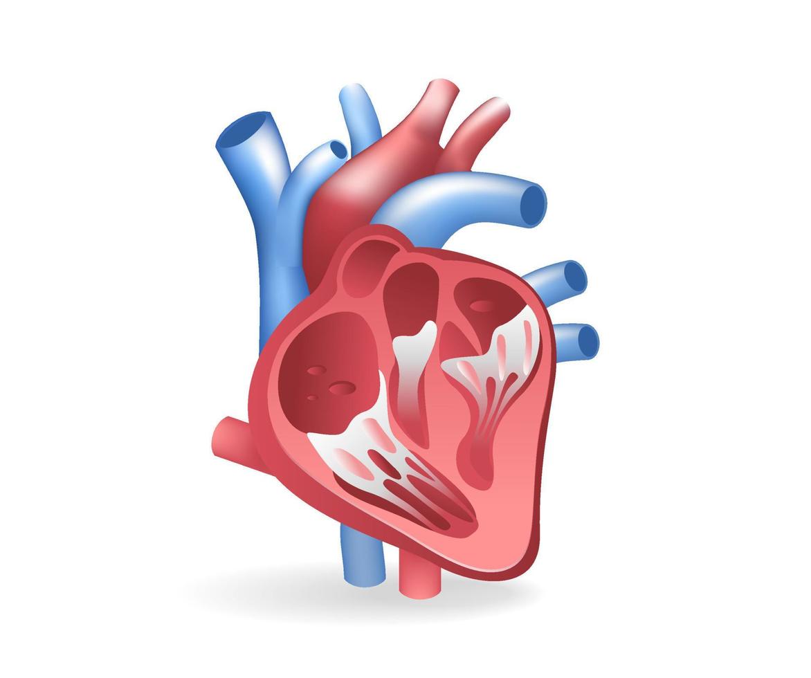 ilustração 3d plana isométrica do conceito de recorte de anatomia de veia cardíaca vetor