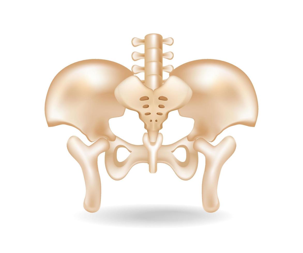 ilustração plana do conceito isométrico 3d do corte da anatomia do osso pélvico vetor