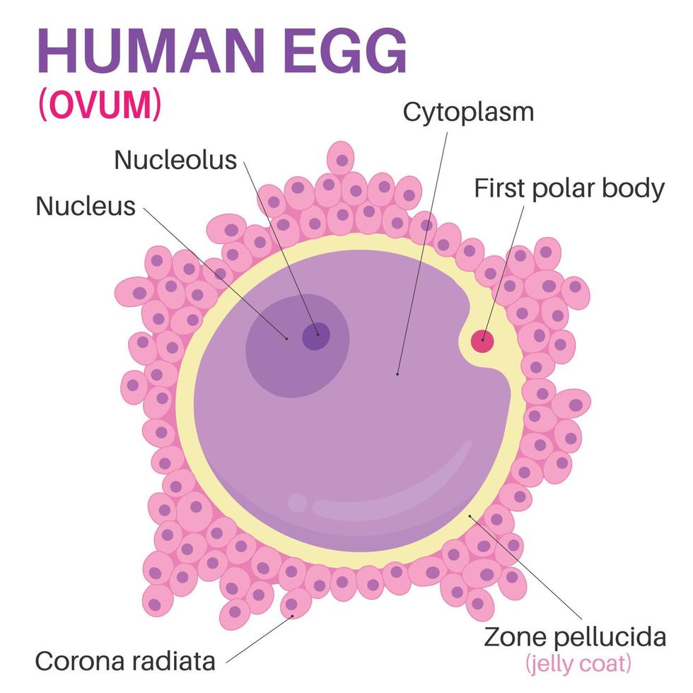 o óvulo é a célula reprodutiva feminina. vetor