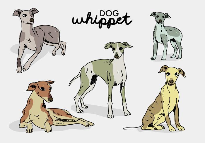 Whippet Dog Pose mão desenhada ilustração vetorial vetor