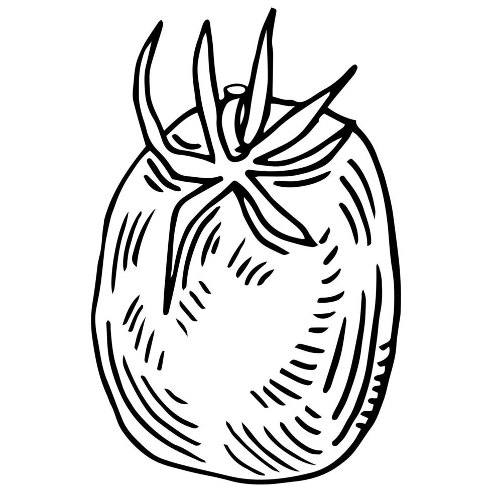 ícone de doodle de tomate no estilo de desenho vetor