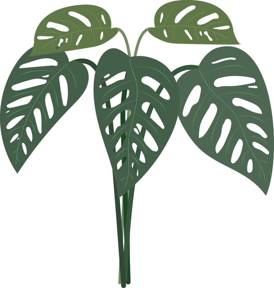 planta monstera adansonii dentro de casa vetor