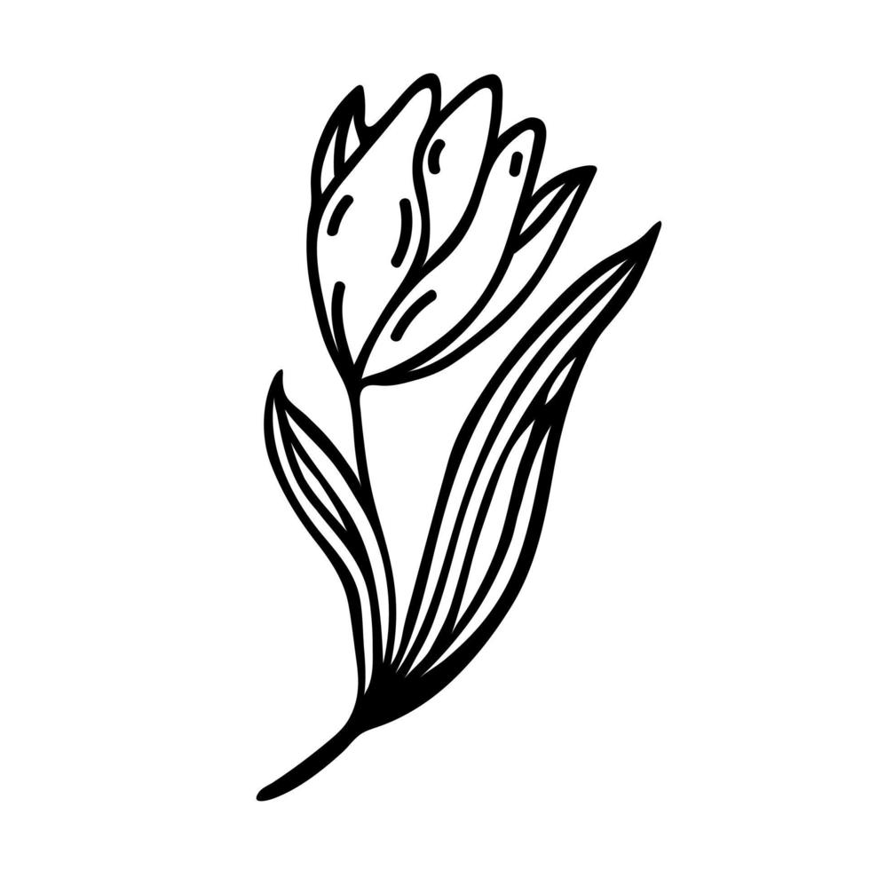 ícone de vetor de tulipa. ilustração desenhada à mão isolada no fundo branco. flor de primavera jardim com pétalas elegantes, folhas com veias. doodle de planta sazonal. clipart simples para cartões, cartazes, convites