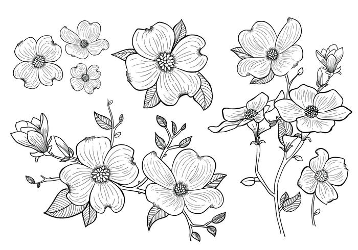 Flores de Dogwood desenhadas à mão vetor