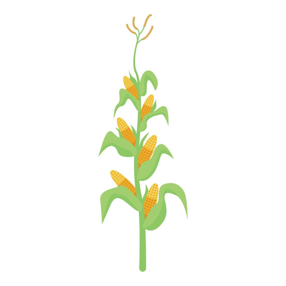 ícone da planta de milho, estilo isométrico vetor