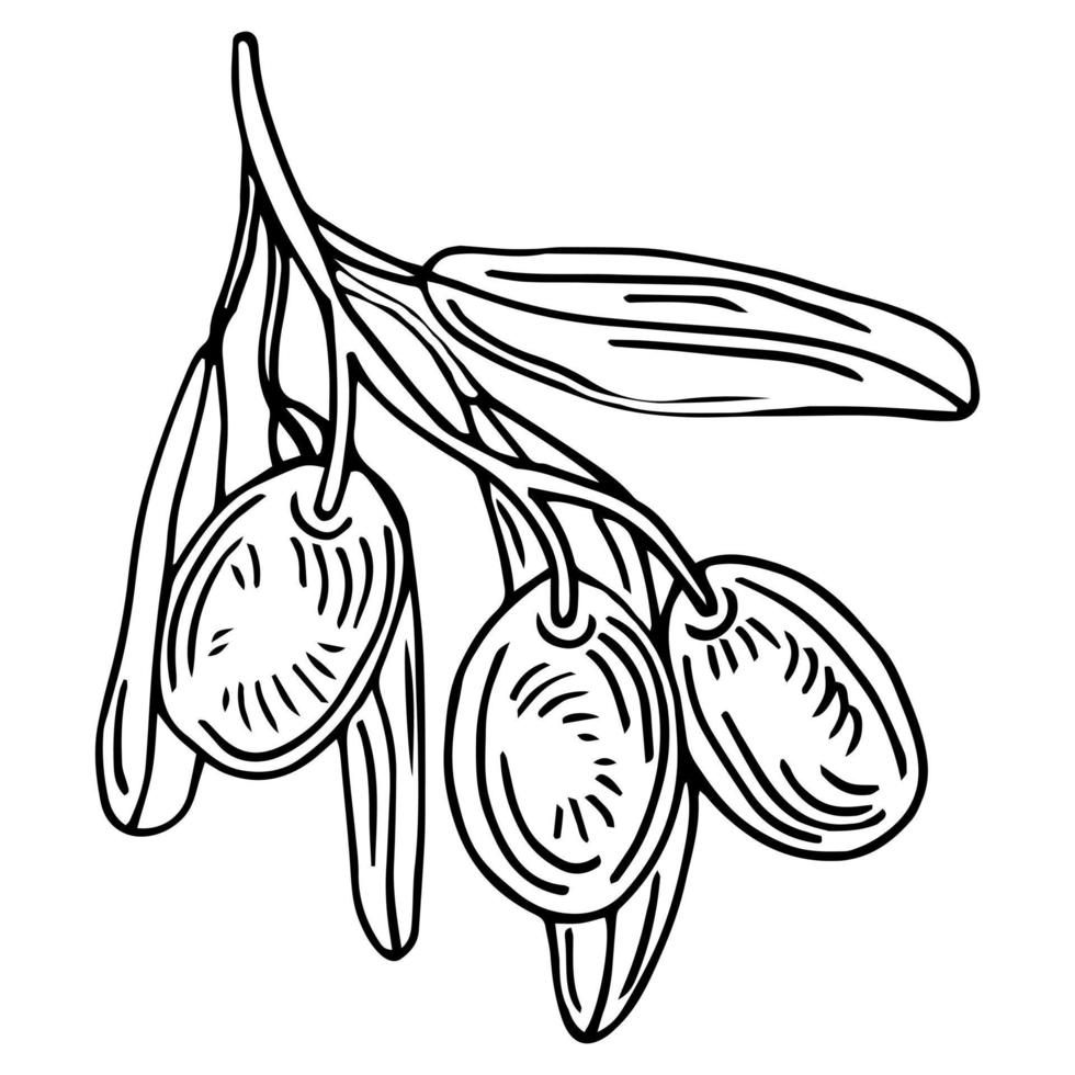 ramo de oliveira. elemento de ilustração de azeitonas isoladas vetor